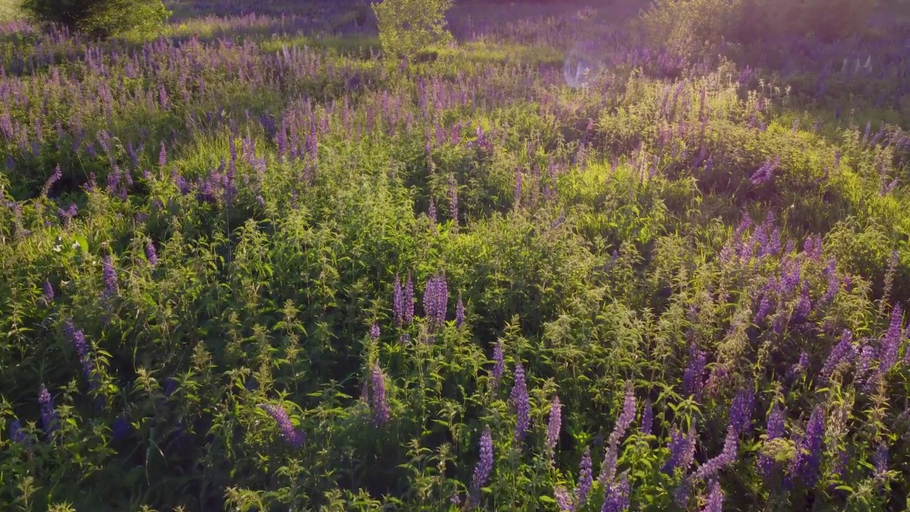 在日落时飞过一片开满鲜花的田野。无人机拍摄的羽扇豆。绿色背景视频素材