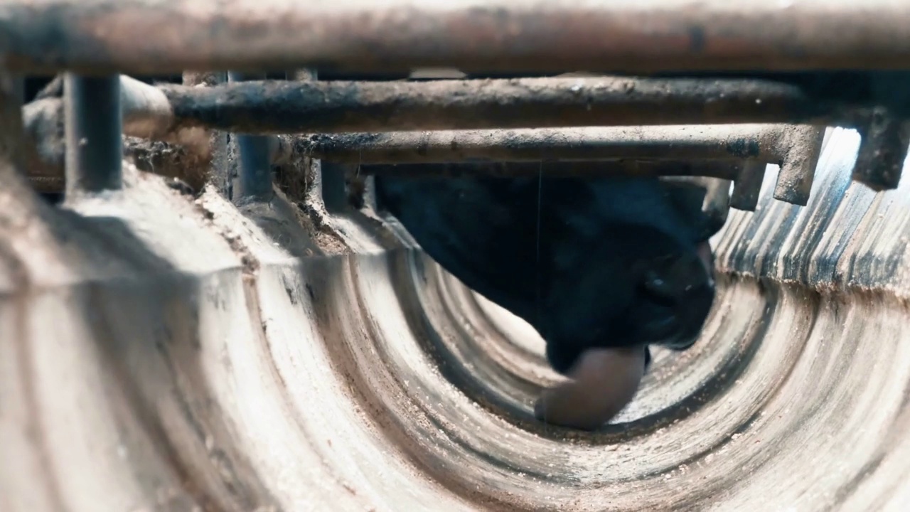 奶牛在农场牲畜视频视频素材