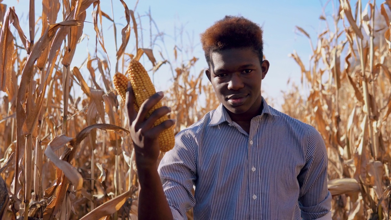 年轻的非洲裔美国人手里拿着一颗玉米。一位年轻的农学家站在玉米地里视频下载