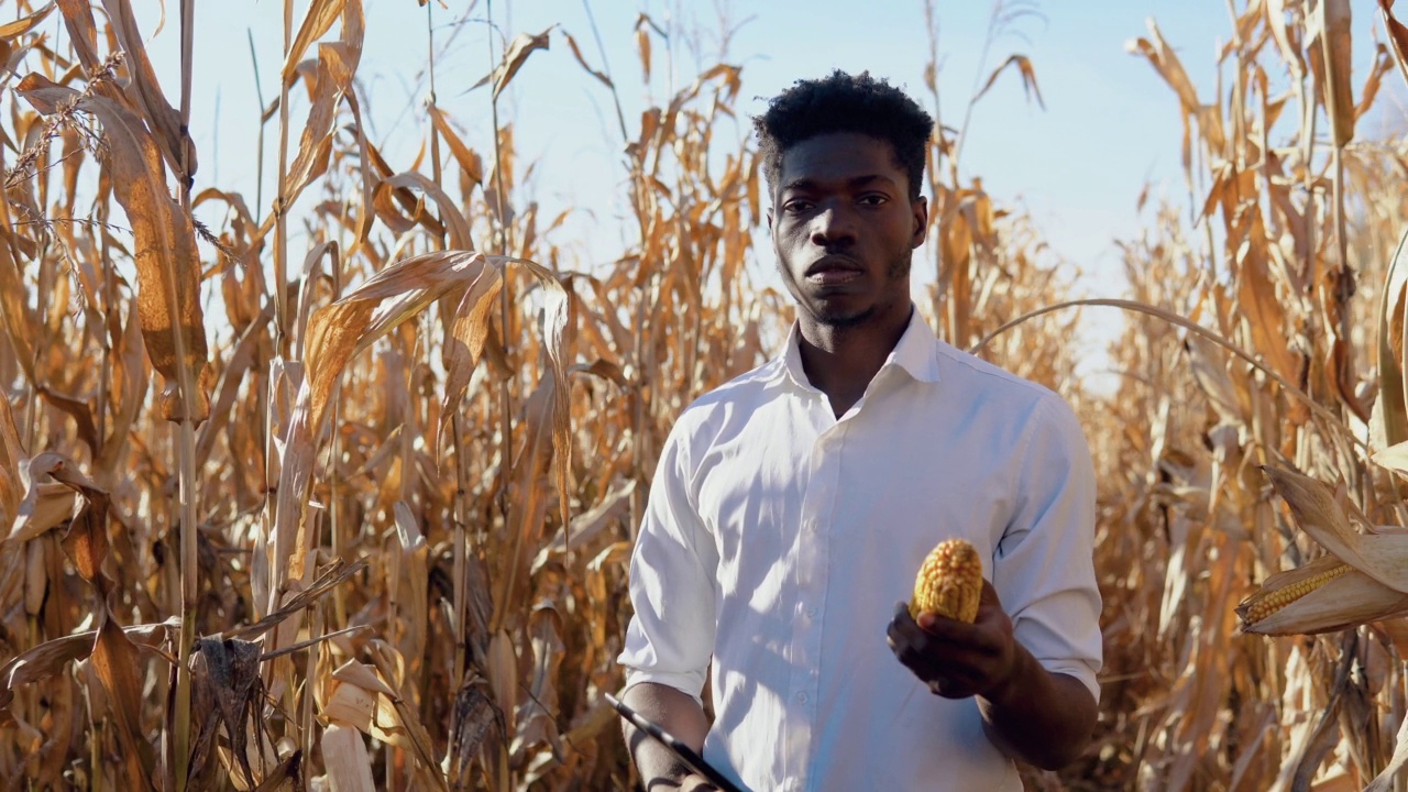 一位年轻的非洲裔美国农学家站在玉米地中间，一手拿着玉米穗，一手拿着平板。健康食品的概念视频下载