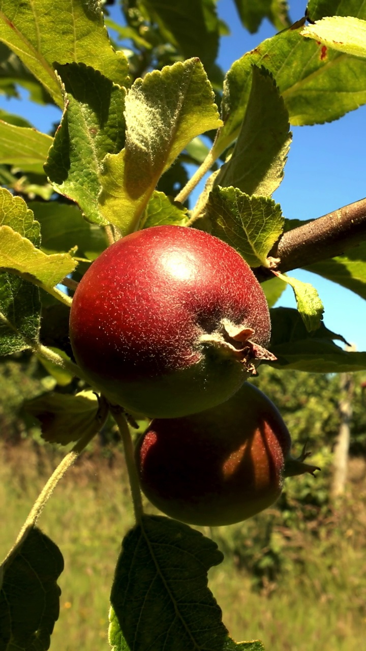 果园里生长的早季苹果。垂直视频。视频素材