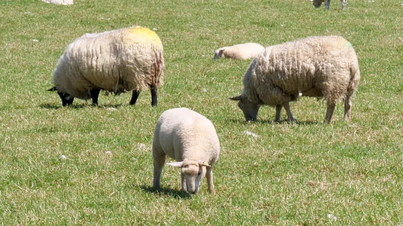 阳光明媚的日子，一群羊在绿色的田野上吃草。农夫田里可爱的绵羊。手持视频。视频素材