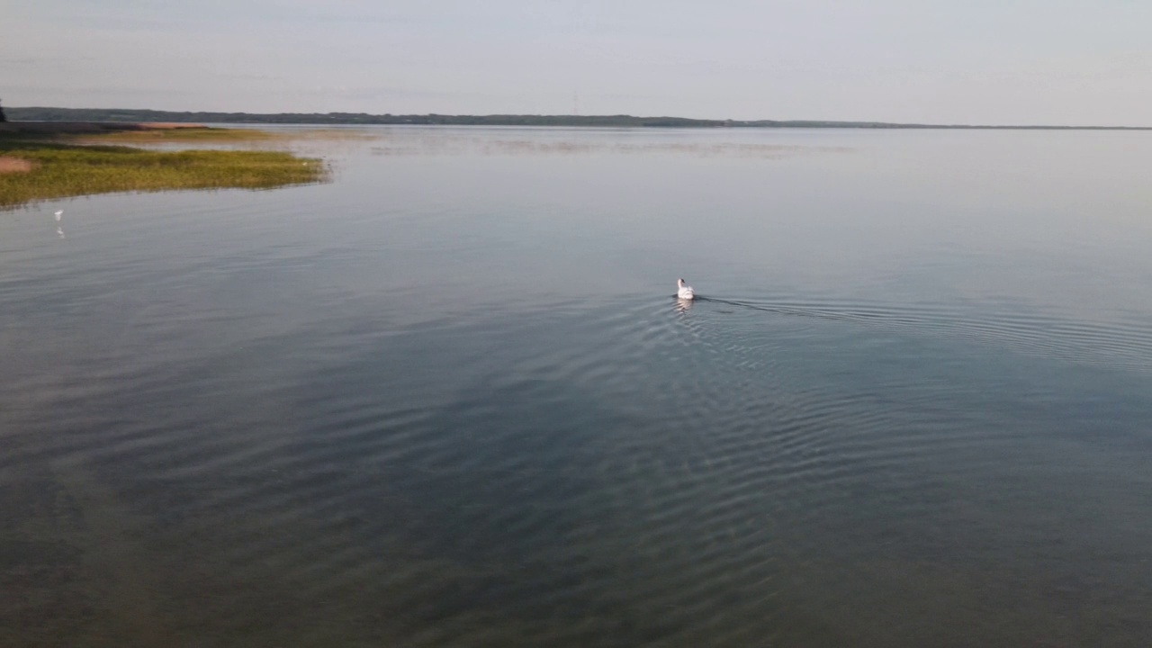 夏天天鹅在湖里游的全景。漂浮在水面上的天鹅的总体计划。鸟瞰图。视频素材