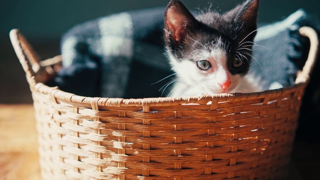 一只可爱的小猫在柳条篮子里。视频素材