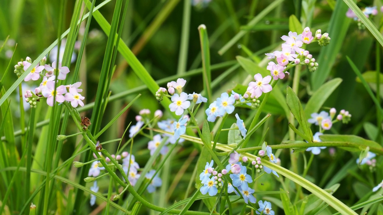 勿忘我，Boraginaceae，在英国湖区安布尔赛德开花。视频素材
