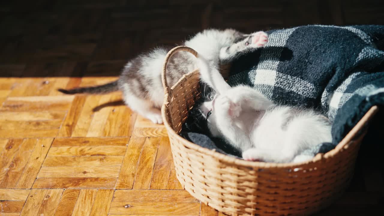两只可爱的小猫在柳条篮子里玩耍视频素材