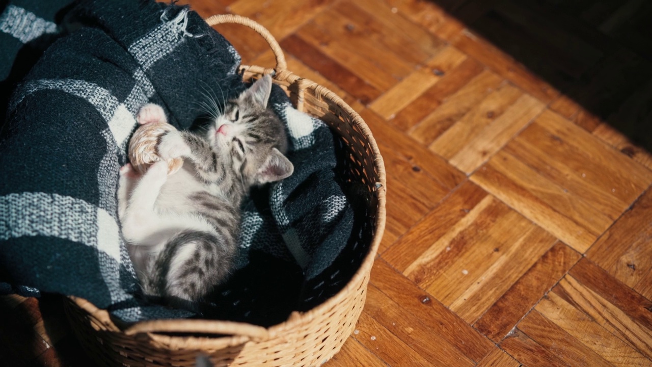 两只可爱的小猫在柳条篮子里玩耍视频素材