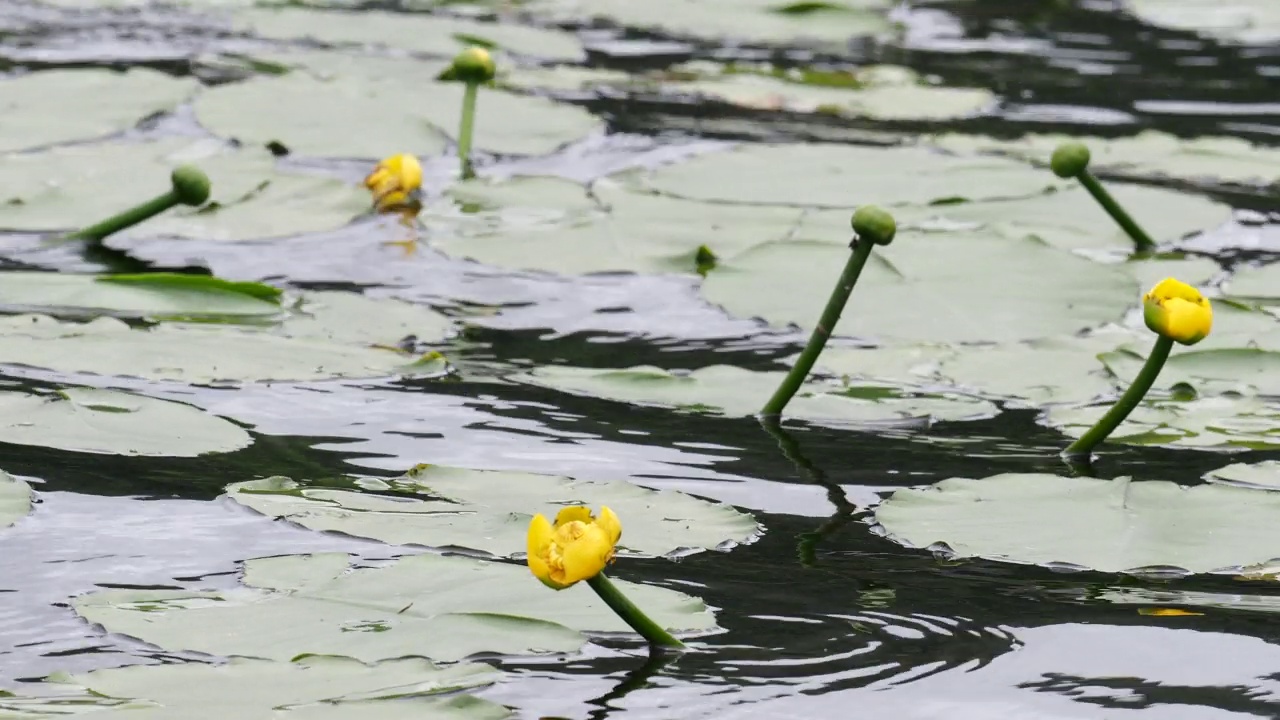 温德米尔湖的睡莲，湖区，英国。视频素材