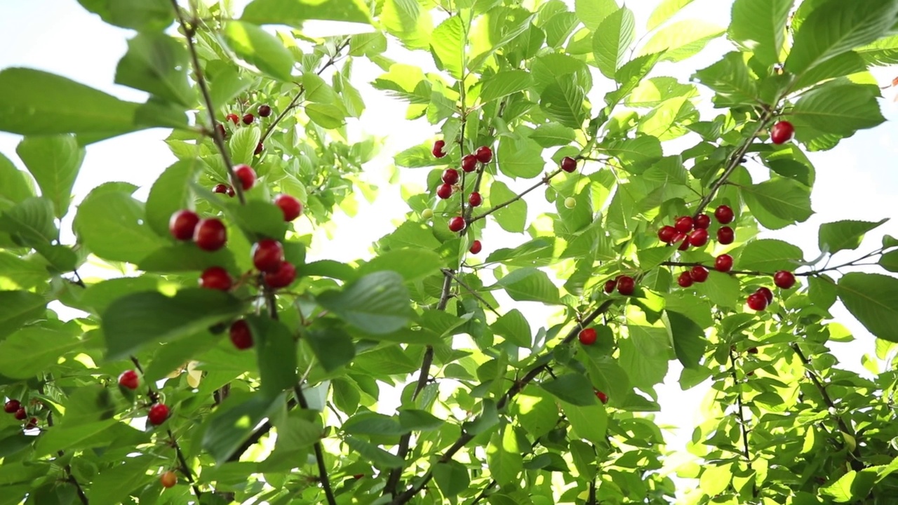 红色成熟的樱桃浆果和露珠在一个夏天的花园的小树枝上视频素材
