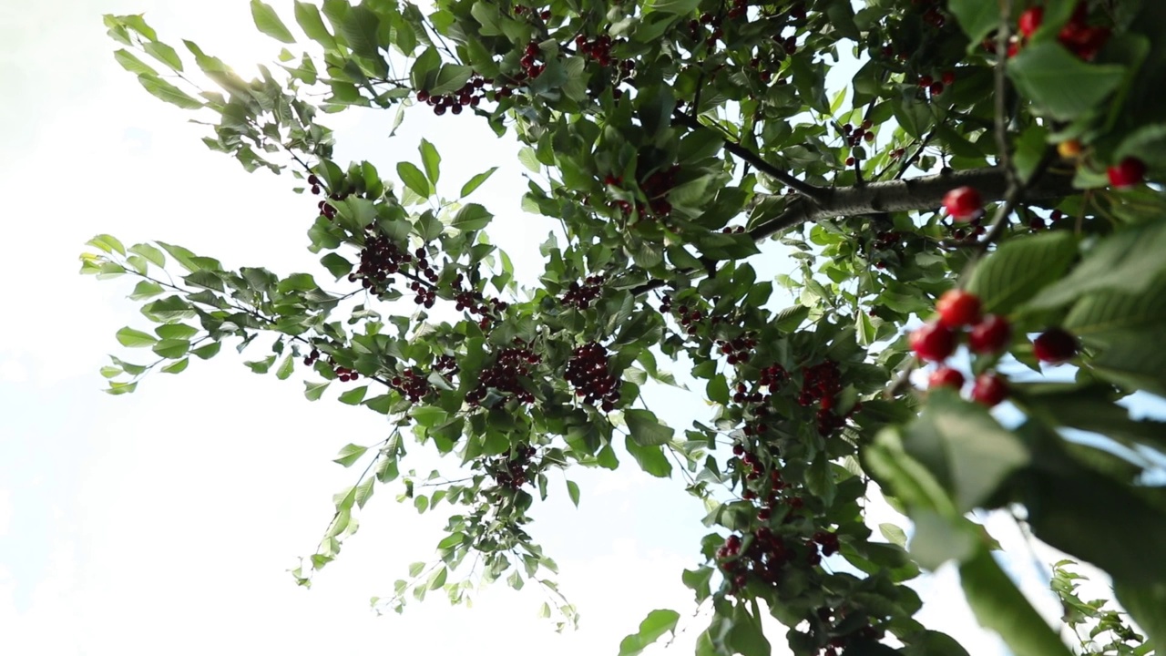 红色成熟的樱桃浆果和露珠在一个夏天的花园的小树枝上视频素材