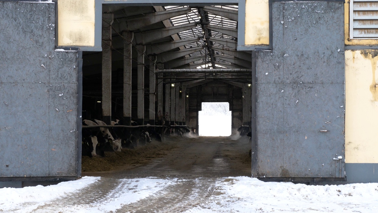 冬季养牛场сowsheds。视频素材