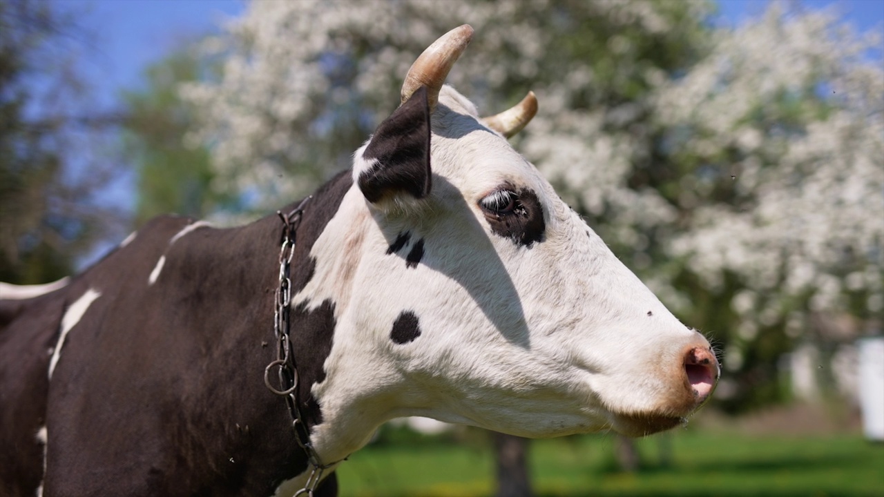 脖子上挂着链子的大懒人黑白奶牛在朵朵花园里。家畜说哞蚂蚁转头。视频下载