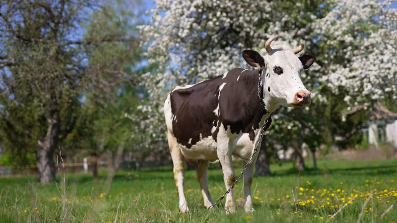 家养的黑白奶牛，脖子上挂着铁链，站在花园里。在盛开的果树的背景下，巨大的牲畜。视频下载