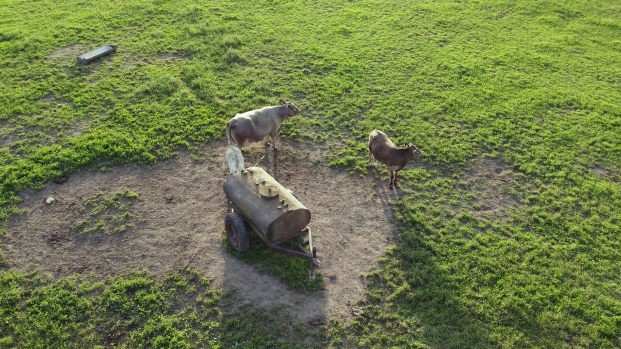 几头奶牛在一个废弃的旧水箱里走来走去视频素材