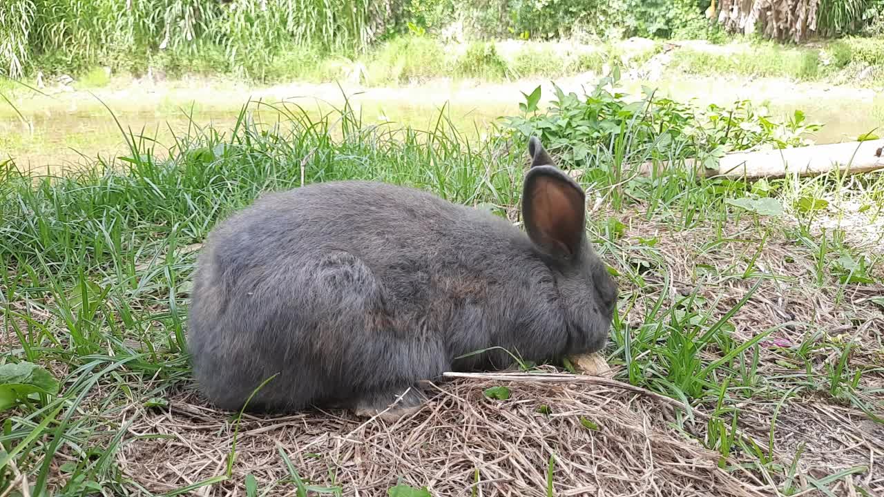 一只灰色的兔子在草地上吃脚。在明亮温暖的阳光下，一只灰色毛茸茸的耳兔坐在一片绿色的草地上，近距离地吃着嫩绿的青草。复活节兔子。视频素材