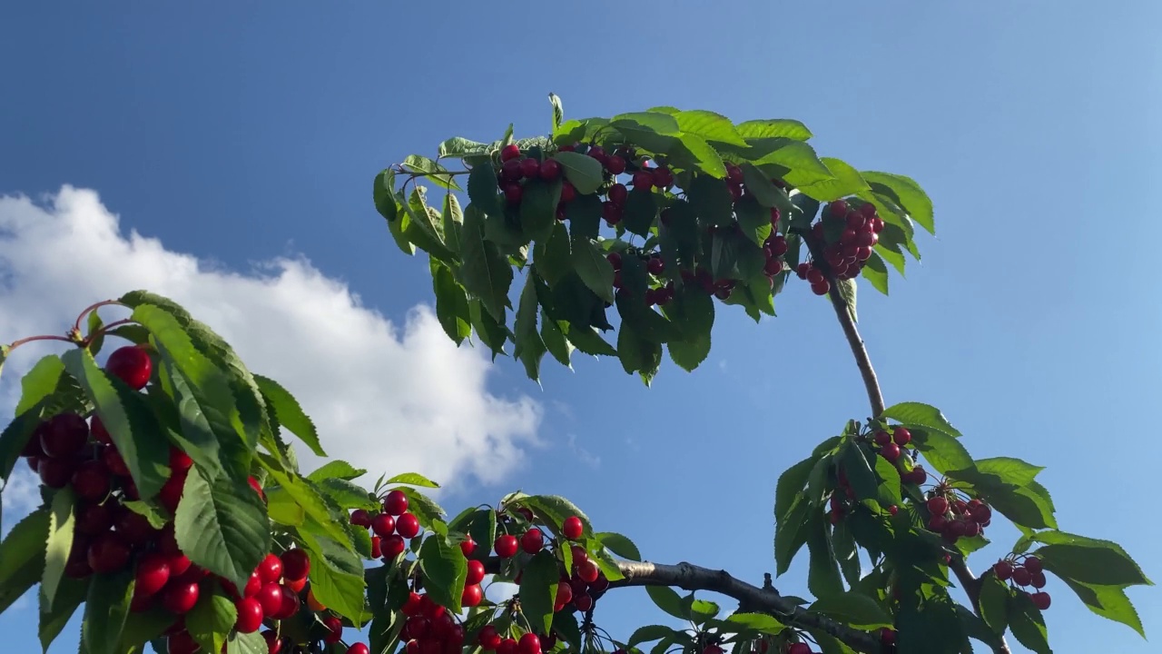 熟樱桃挂在樱桃树枝上的特写视频素材