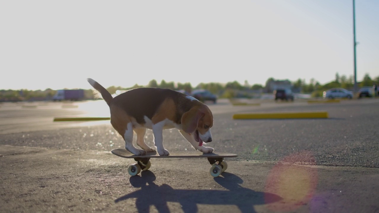 比格犬在户外玩滑板。宠物在公园里学习玩滑板。慢动作视频素材