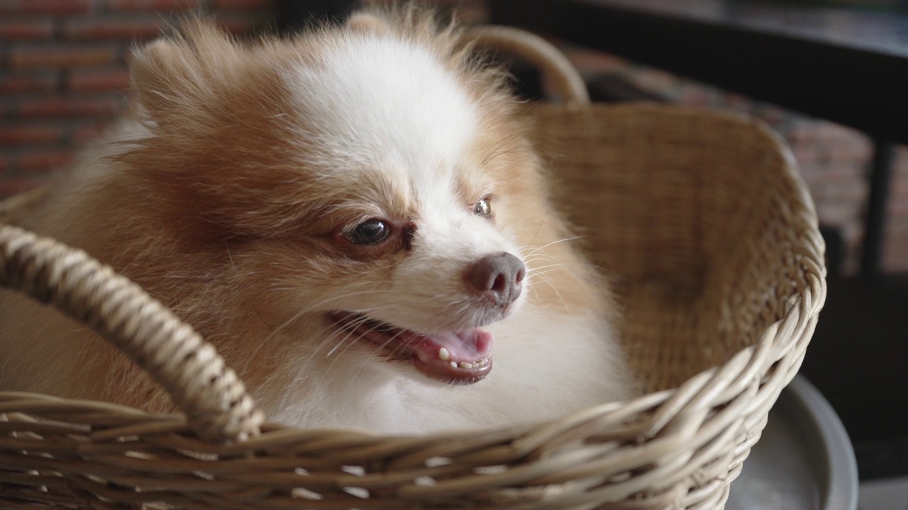 一个可爱的博美狗的脸与白色和棕色的皮毛睡着了一个篮子视频素材