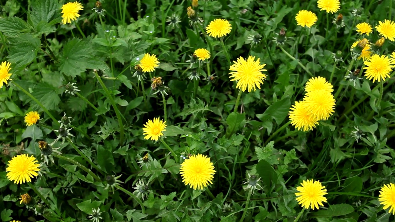 草地上美丽的黄色蒲公英。季节性的自然风光。从上面看黄色的蒲公英。视频素材