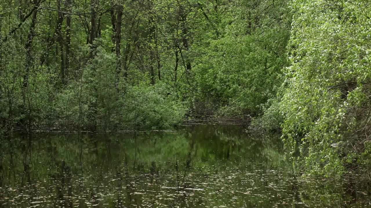 春天的池塘里漂浮着野鸭。视频素材
