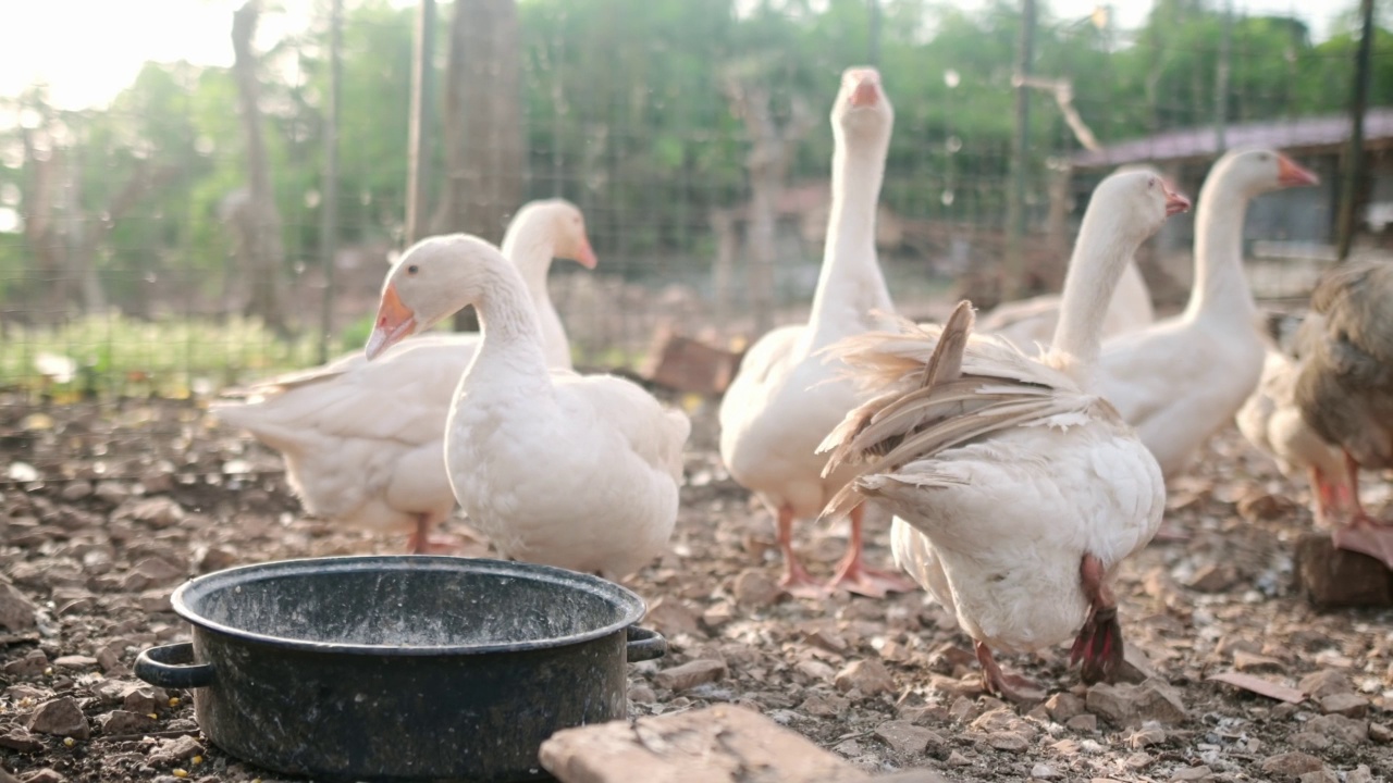 鹅在农场的鸡笼里走。地板笼散养禽是现代家禽养殖的发展趋势。小生意。视频素材