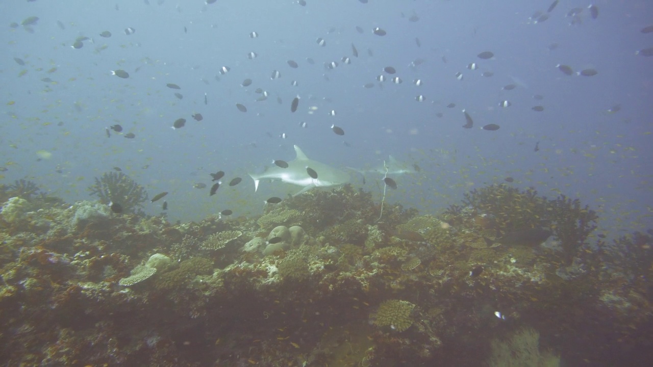 灰色的礁鲨在礁石上巡逻视频素材