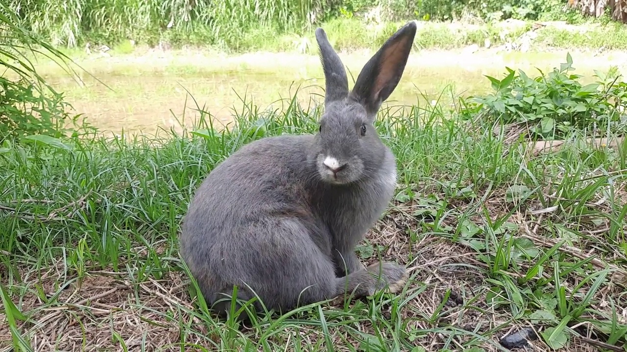 一只灰色的兔子在草地上玩耍。在明亮温暖的阳光下，一只灰色的毛茸茸耳朵的兔子坐在一片绿色的草地上，近距离地吃着嫩绿的青草。复活节兔子。视频素材