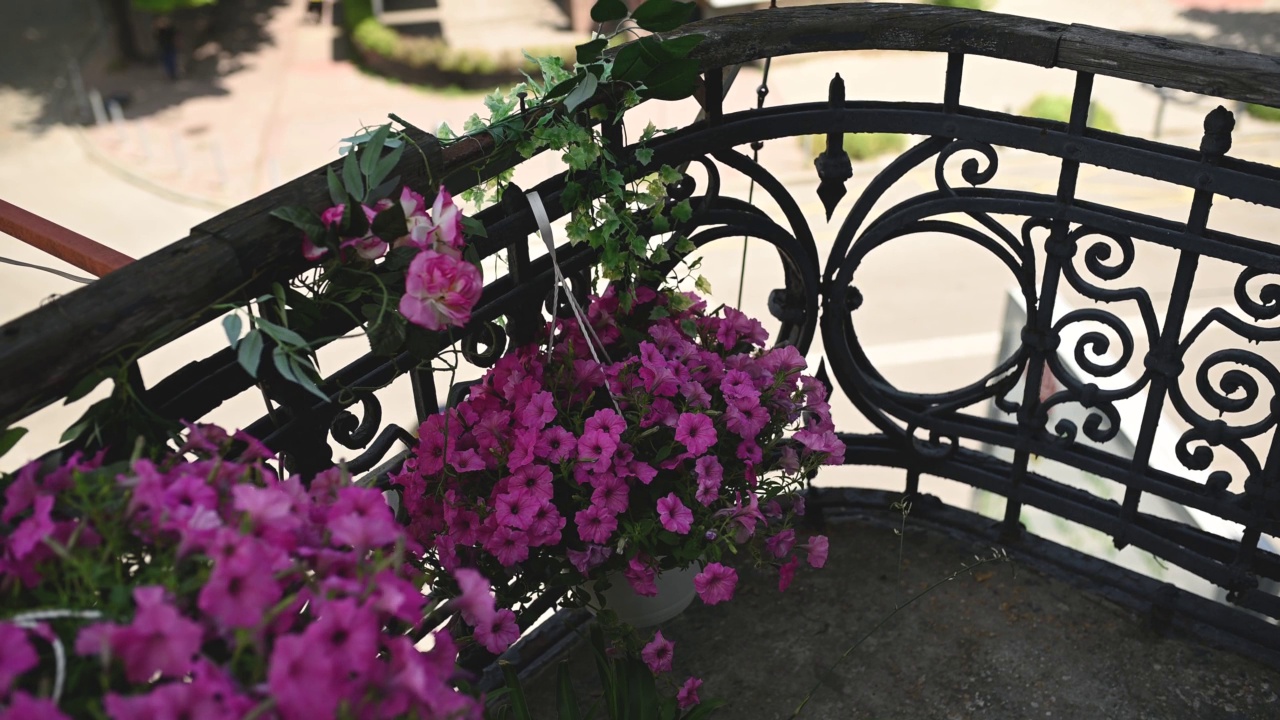 美丽的花在古老的阳台薄纱和城市景观视频素材