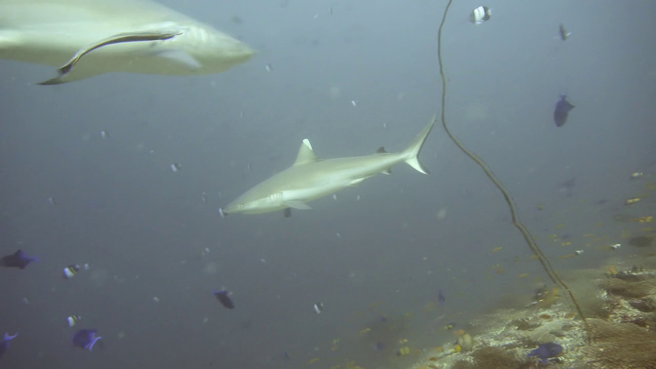 灰色的礁鲨在礁石上巡逻视频素材