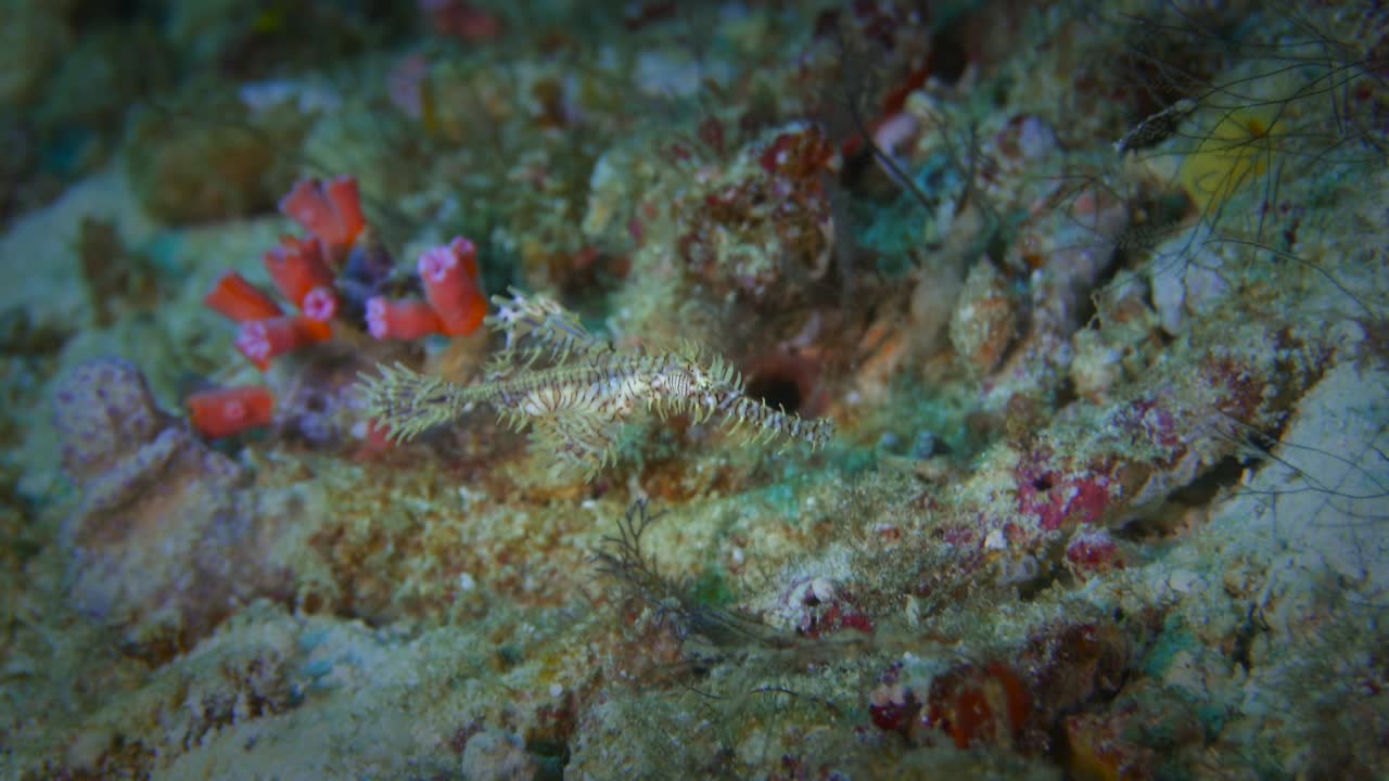 暗礁上的幽灵管鱼视频素材