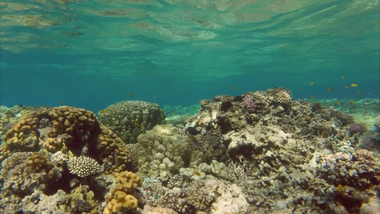 在红海埃及，鱼儿在珊瑚中游动视频素材