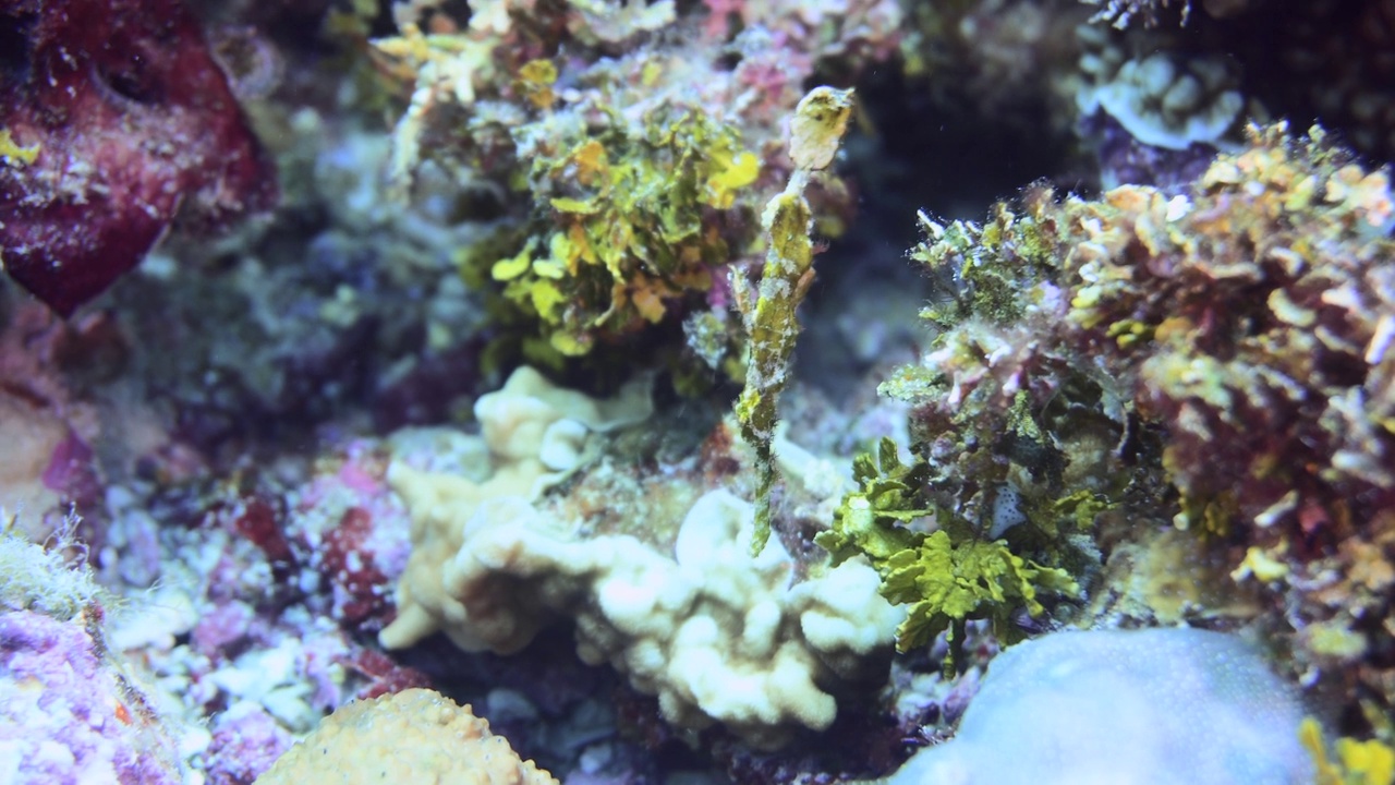 暗礁上的幽灵管鱼视频素材