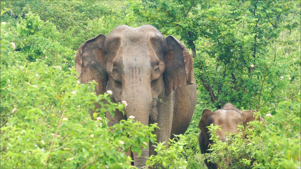 印度象家族生活在丛林中视频素材