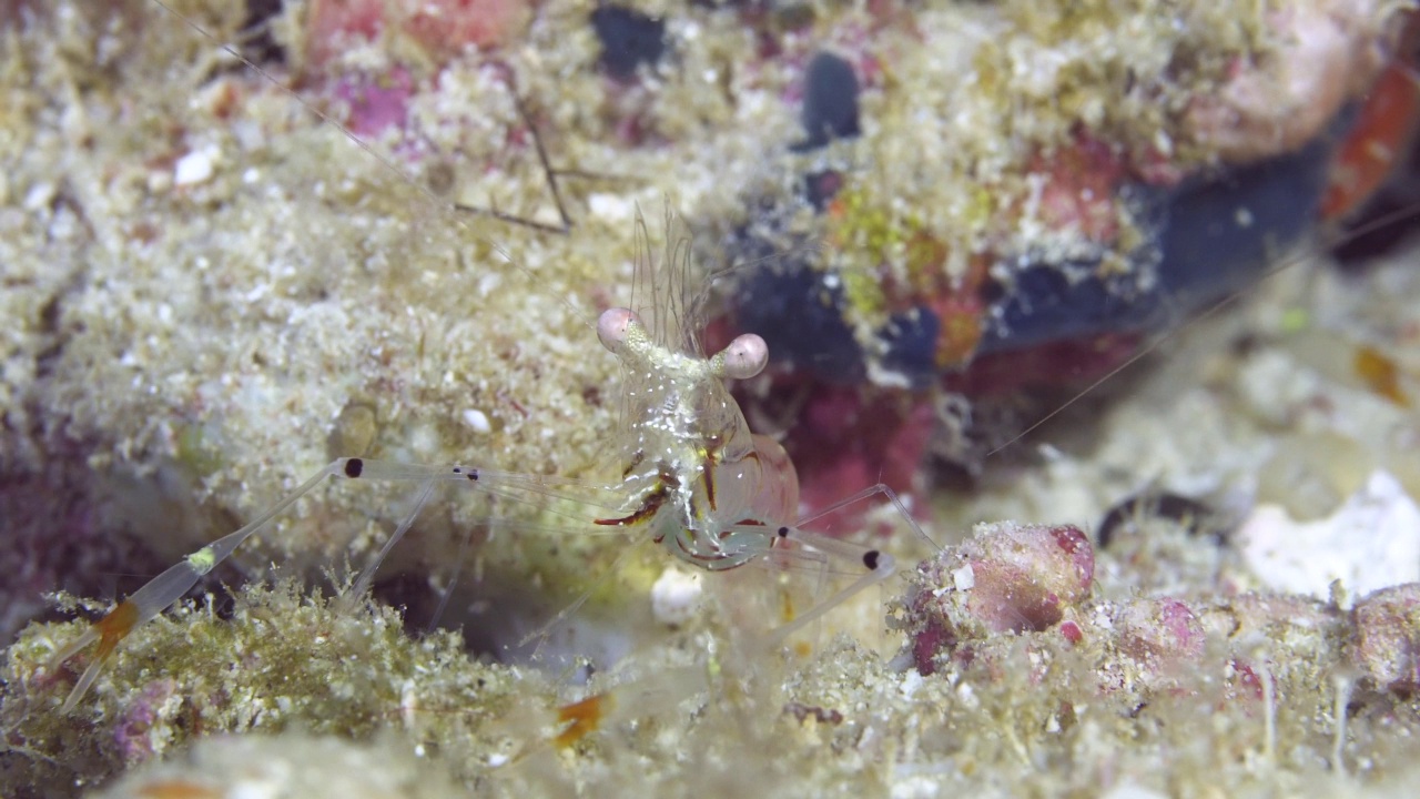暗礁上的幽灵虾视频素材