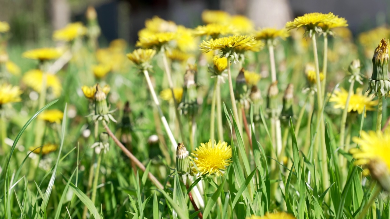 春天自然以蒲公英为花草，自然黄花。视频素材