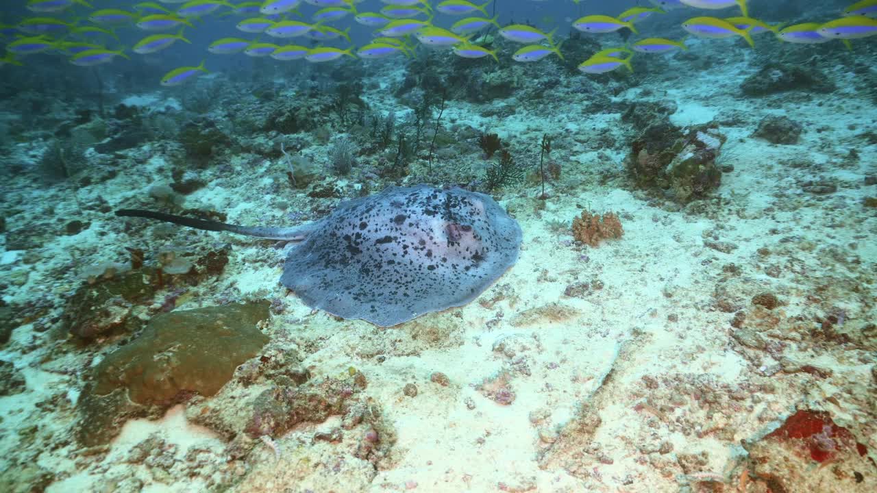 在马尔代夫礁石上的鹰鳐视频素材