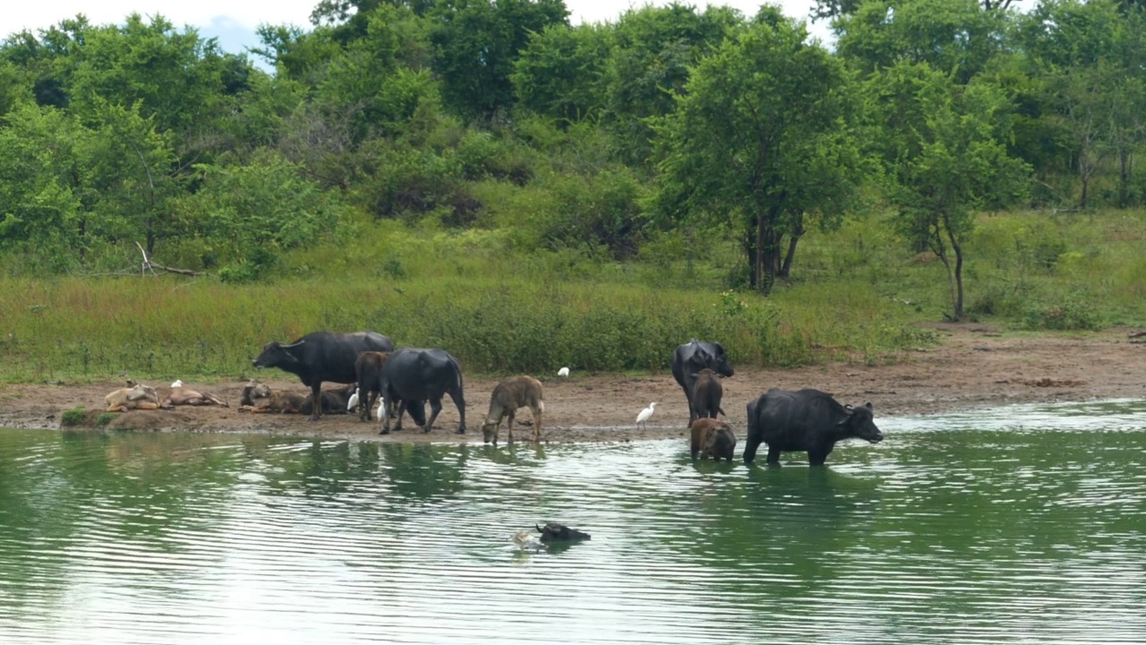 在斯里兰卡湖里洗澡的野生水牛视频素材