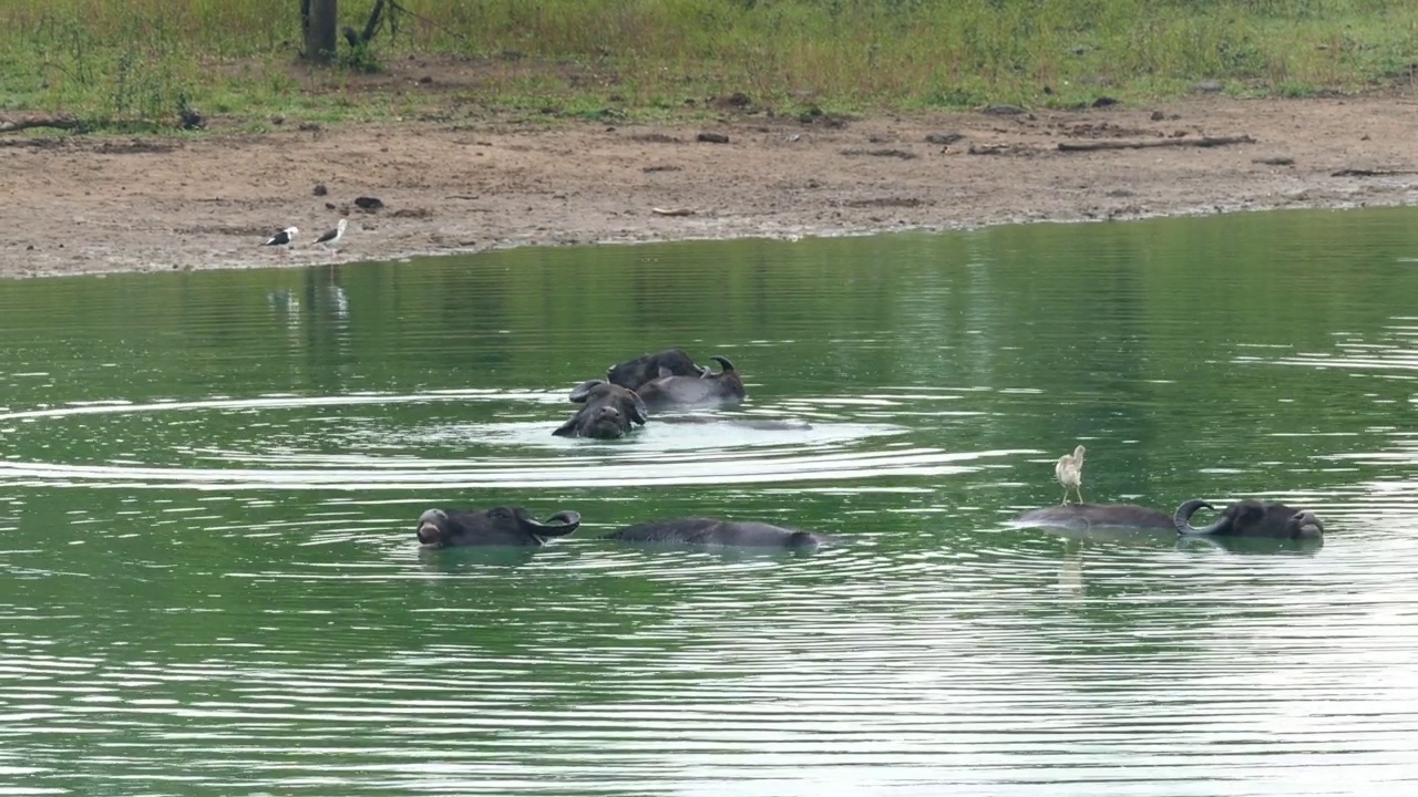 在斯里兰卡湖里洗澡的野生水牛视频素材