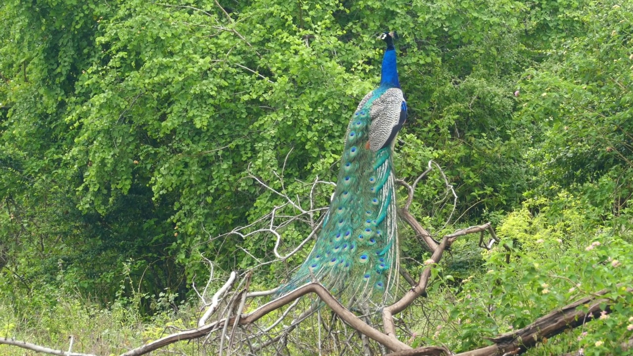 栖息在斯里兰卡树枝上的孔雀视频素材