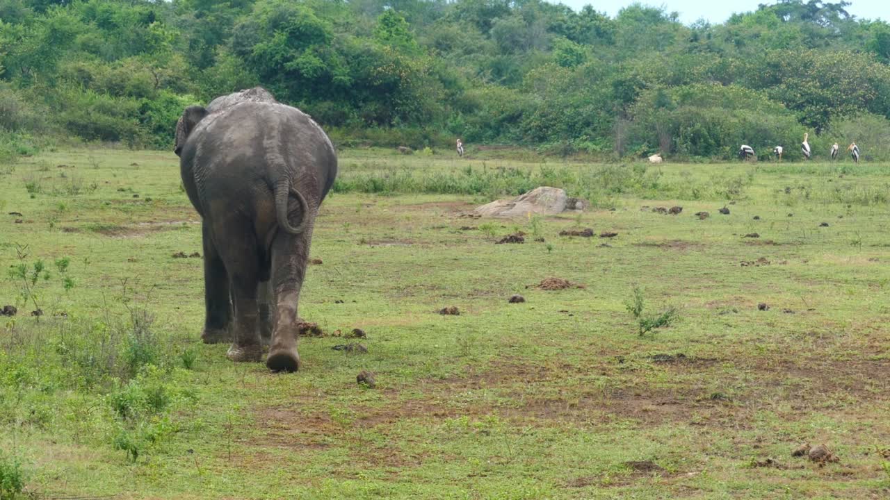 野生印度大象行走视频素材