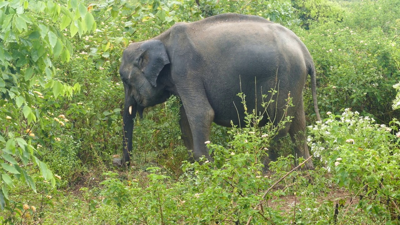 印度大象在丛林里吃草视频素材