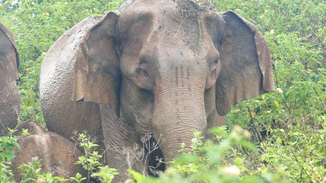 印度大象在丛林中的肖像视频素材