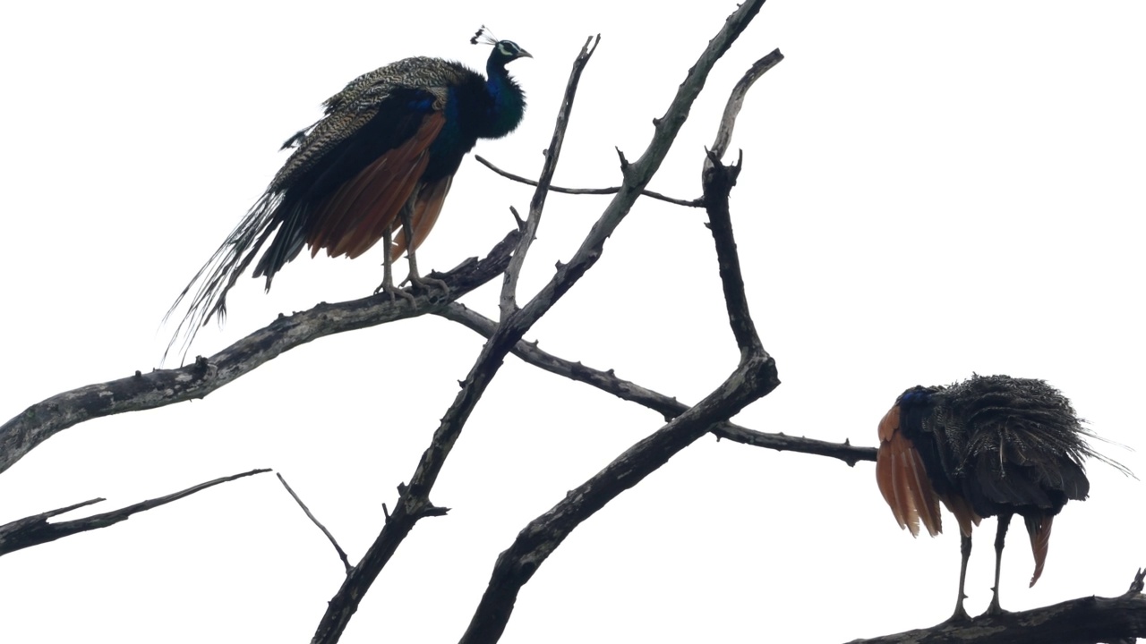 栖息在斯里兰卡树枝上的孔雀视频素材