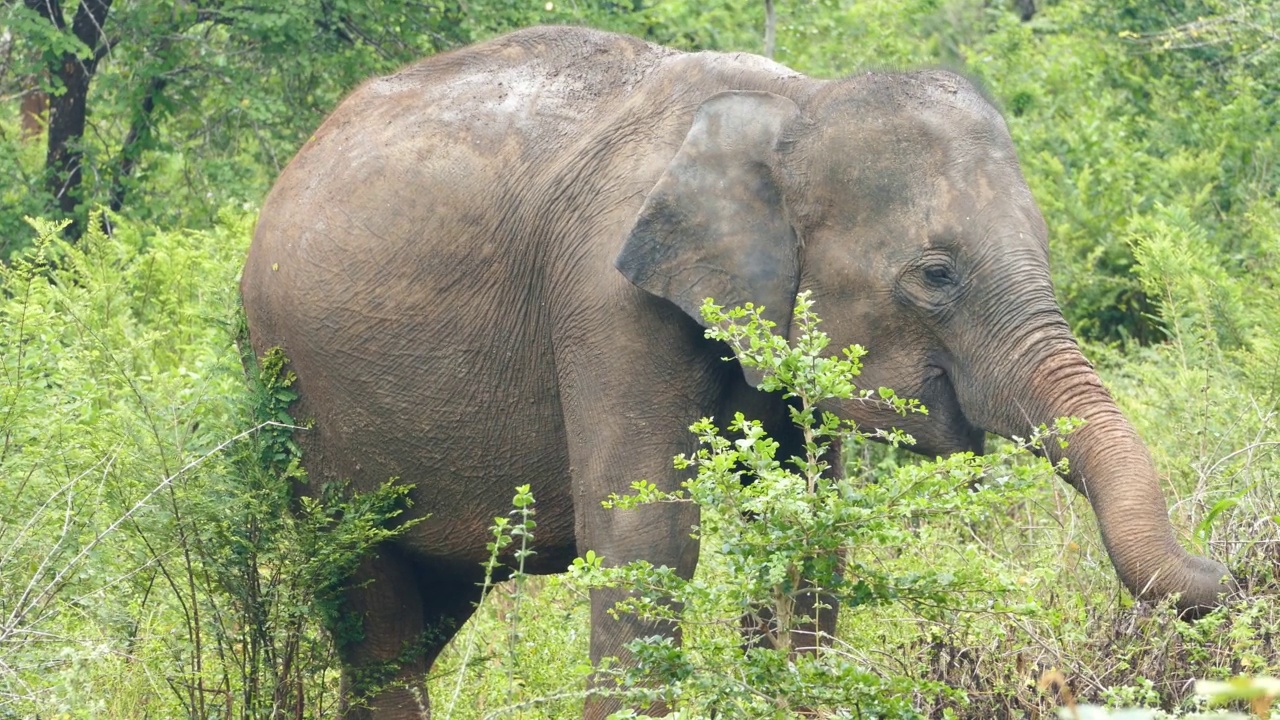 印度大象在丛林里吃草视频素材
