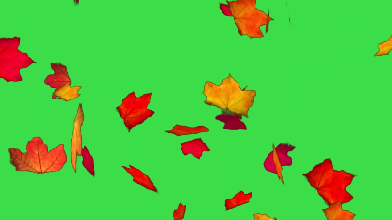 秋叶落在绿幕上视频下载