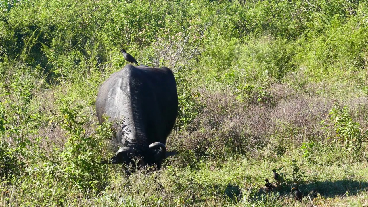 斯里兰卡野生水牛上的鸟视频素材