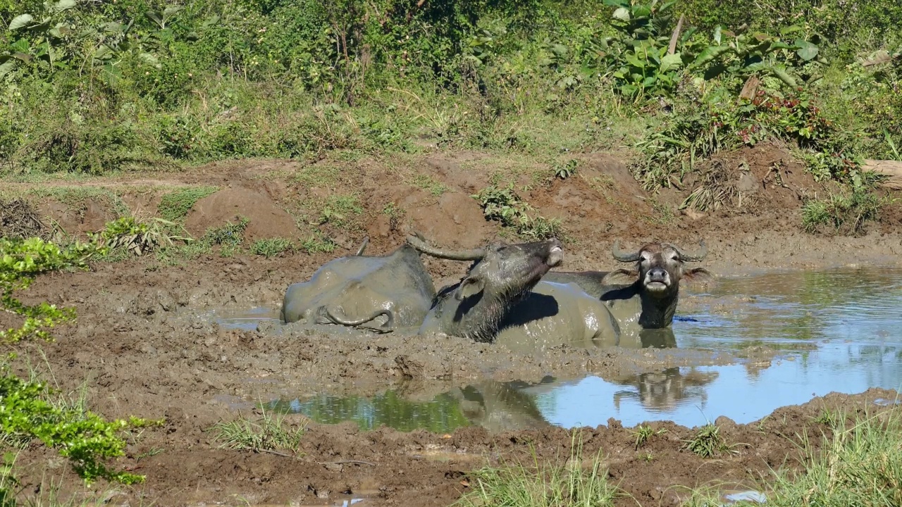 三只野牛躺在泥里视频素材