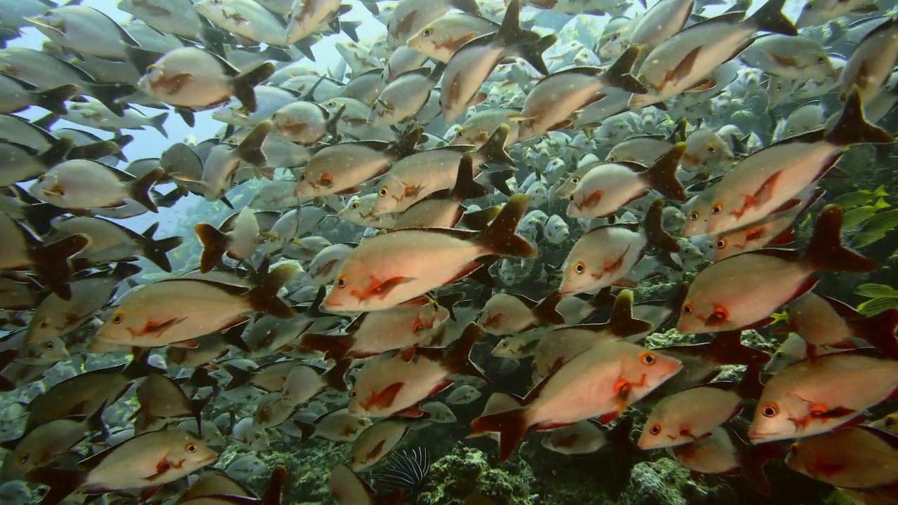 马尔代夫珊瑚礁上的一大群鲷鱼视频素材