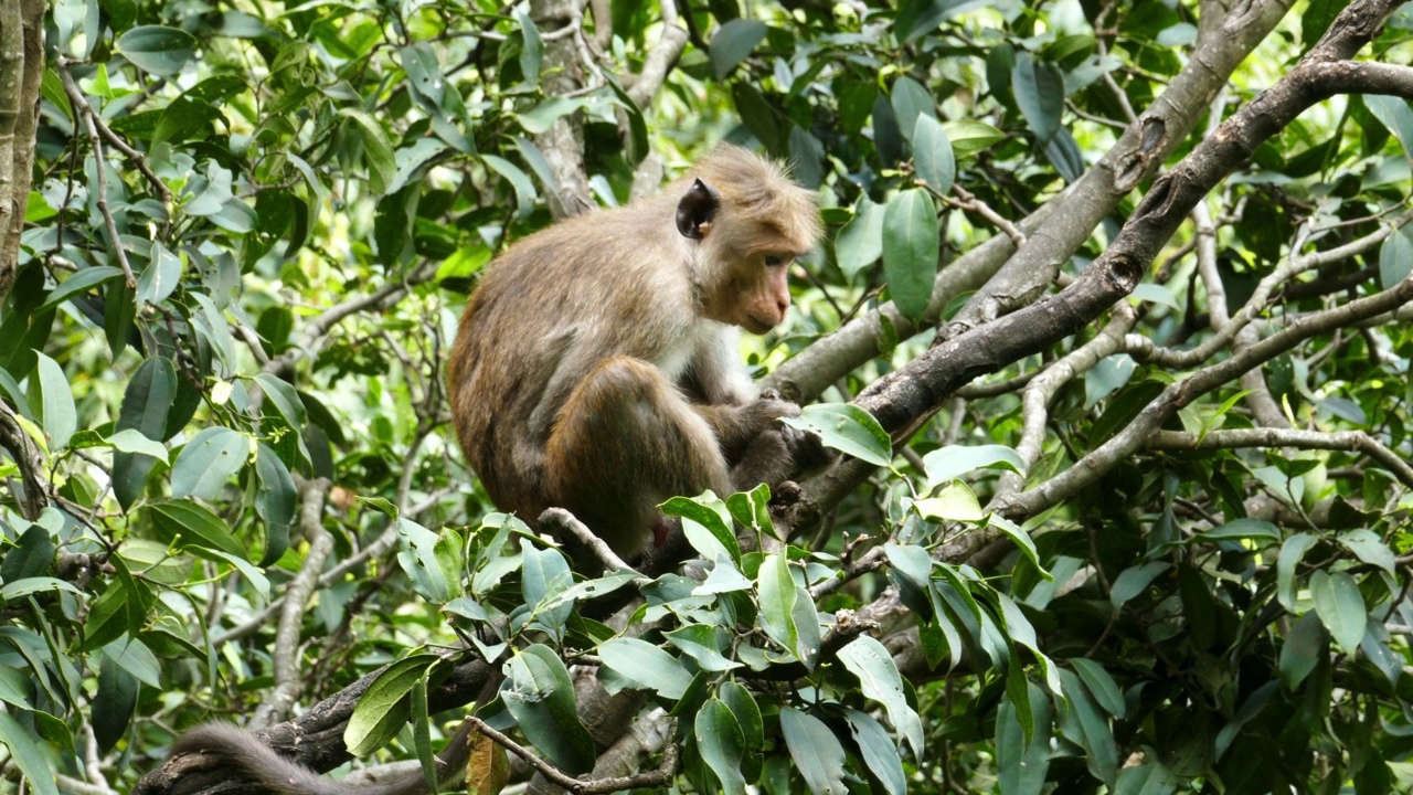 斯里兰卡的猕猴坐在树上视频素材