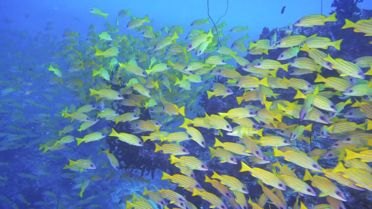 马尔代夫珊瑚礁上的一大群鲷鱼视频素材